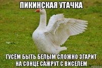 пикинская утачка гусём быть белым сложно згарит на сонце сажрут с виселем