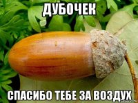 дубочек спасибо тебе за воздух