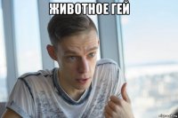 животное гей 