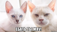  ебать ты мяу!