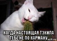  когда настоящая тэкила тебе не по карману