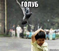 голуб 