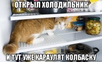 открыл холодильник и тут уже караулят колбаску
