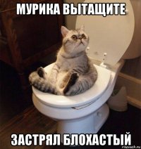 мурика вытащите застрял блохастый