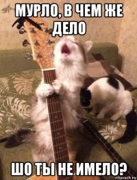 мурло, в чем же дело шо ты не имело?