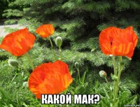  какой мак?