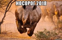 носорог 2018 