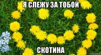 я слежу за тобой скотина