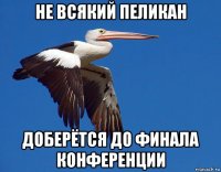 не всякий пеликан доберётся до финала конференции