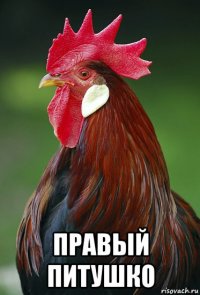 правый питушко