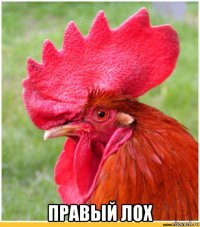  правый лох
