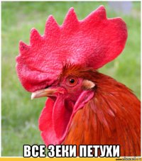  все зеки петухи