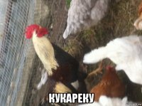  кукареку