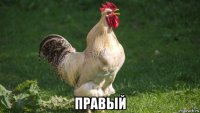  правый