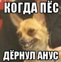 когда пёс дёрнул анус