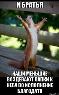 и братья наши меньшие воздевают лапки к небу во исполнение благодати