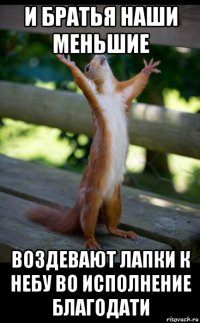 и братья наши меньшие воздевают лапки к небу во исполнение благодати