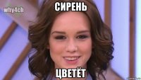 сирень цветёт