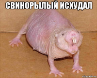 свинорылый исхудал 