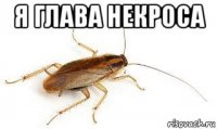 я глава некроса 