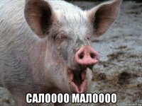  салоооо малоооо