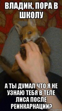 владик, пора в школу а ты думал что я не узнаю тебя в теле лиса после реинкарнации?