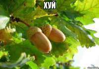 хуй 