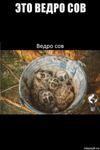 это ведро сов 