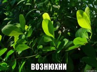  вознюхни