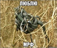 люблю мрф