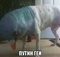  путин гей