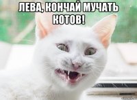 лева, кончай мучать котов! 