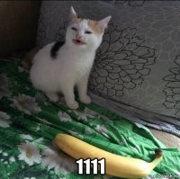 1111