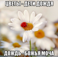 цветы - дети дождя дождь - божья моча