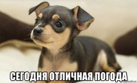  сегодня отличная погода
