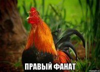  правый фанат