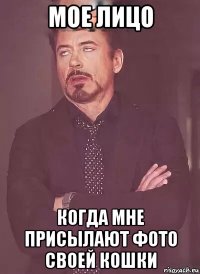 мое лицо когда мне присылают фото своей кошки
