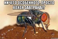 ничего особенного, просто хохох завтракает 
