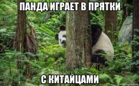 панда играет в прятки с китайцами