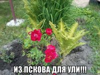  из пскова для ули!!!