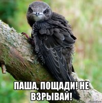  паша, пощади! не взрывай!