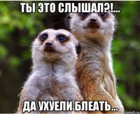ты это слышал?!... да ухуели блеать...