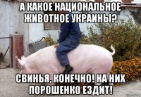 а какое национальное животное украины? свинья, конечно! на них порошенко ездит!