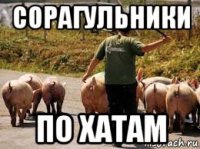 сорагульники по хатам