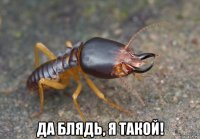  да блядь, я такой!