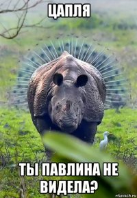 цапля ты павлина не видела?