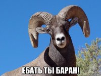  ебать ты баран!