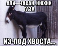 али—гасан, нюхни газа из-под хвоста...