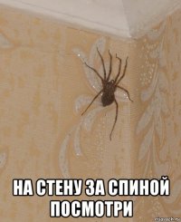  на стену за спиной посмотри