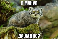 я манул да ладно?